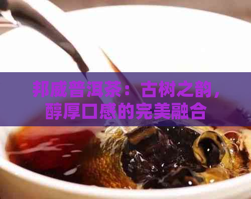 邦威普洱茶：古树之韵，醇厚口感的完美融合