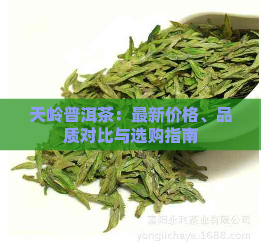 天岭普洱茶：最新价格、品质对比与选购指南