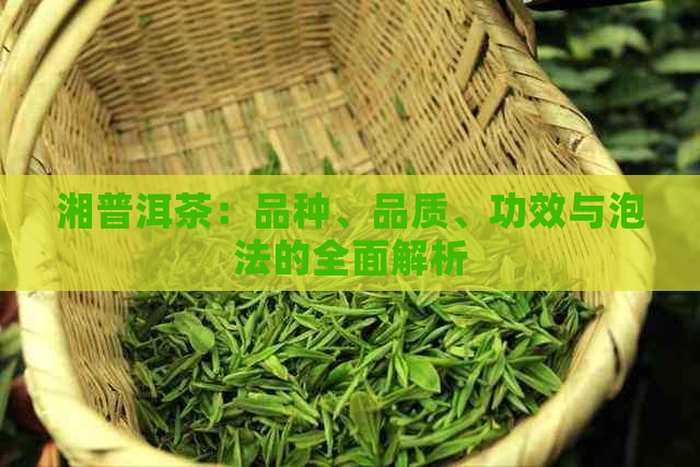 湘普洱茶：品种、品质、功效与泡法的全面解析