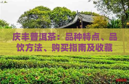 庆丰普洱茶：品种特点、品饮方法、购买指南及收藏价值全方位解析