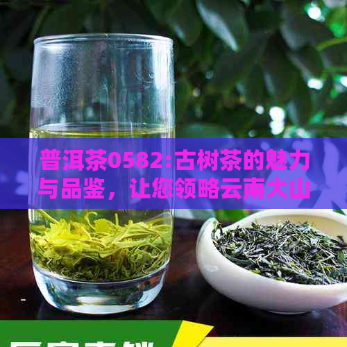 普洱茶0582:古树茶的魅力与品鉴，让您领略云南大山的独特风味