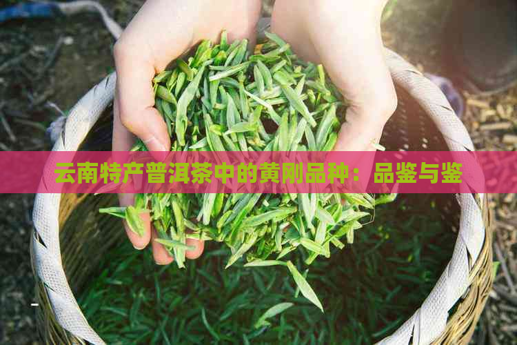 云南特产普洱茶中的黄刚品种：品鉴与鉴