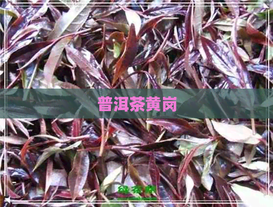 普洱茶黄岗