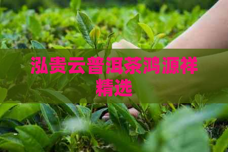 泓贵云普洱茶鸿源祥精选