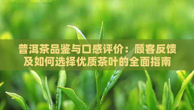 普洱茶品鉴与口感评价：顾客反馈及如何选择优质茶叶的全面指南