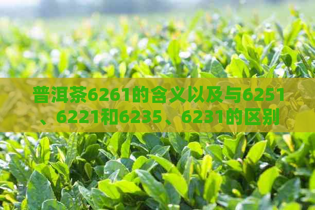 普洱茶6261的含义以及与6251、6221和6235、6231的区别