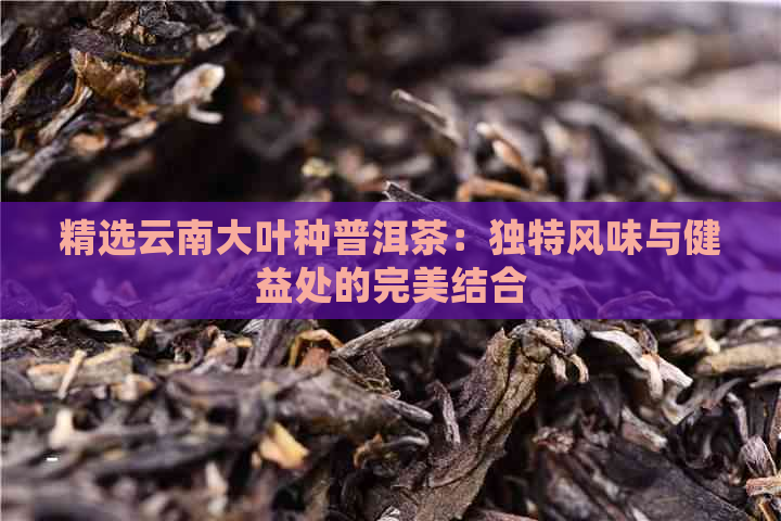 精选云南大叶种普洱茶：独特风味与健益处的完美结合