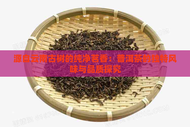 源自云南古树的纯净茗香：普洱茶的独特风味与品质探究