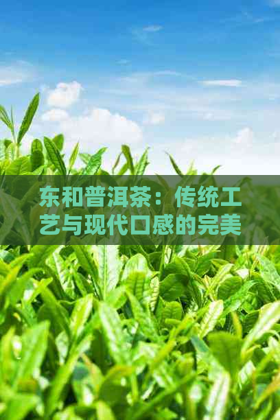 东和普洱茶：传统工艺与现代口感的完美融合