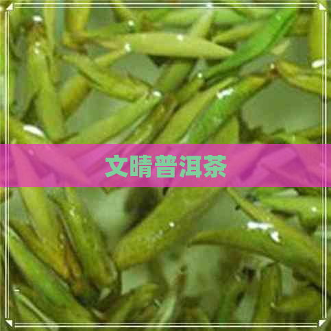 文晴普洱茶