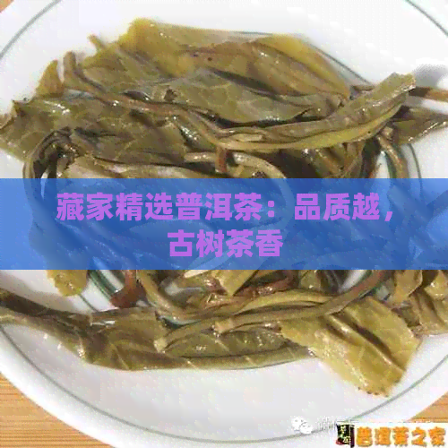 藏家精选普洱茶：品质越，古树茶香