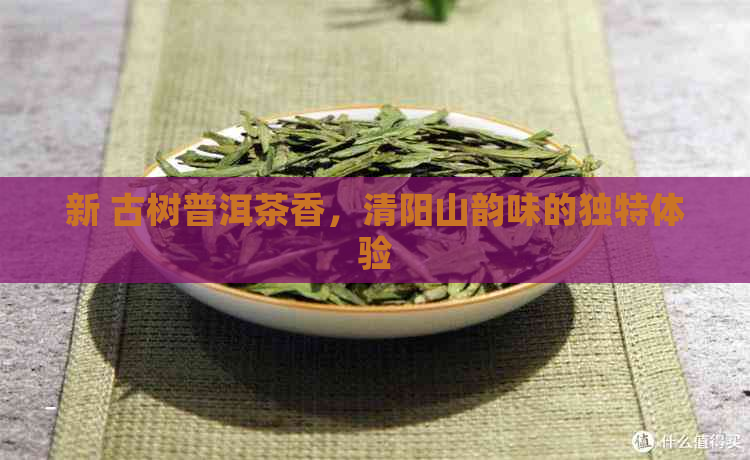 新 古树普洱茶香，清阳山韵味的独特体验