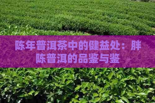 陈年普洱茶中的健益处：胖陈普洱的品鉴与鉴