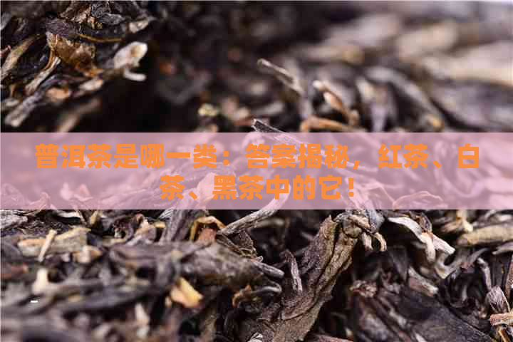 普洱茶是哪一类：答案揭秘，红茶、白茶、黑茶中的它！