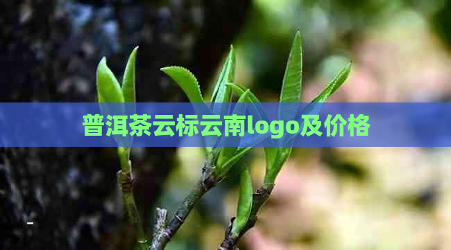 普洱茶云标云南logo及价格