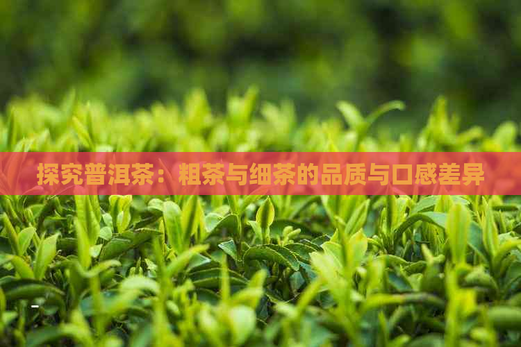 探究普洱茶：粗茶与细茶的品质与口感差异