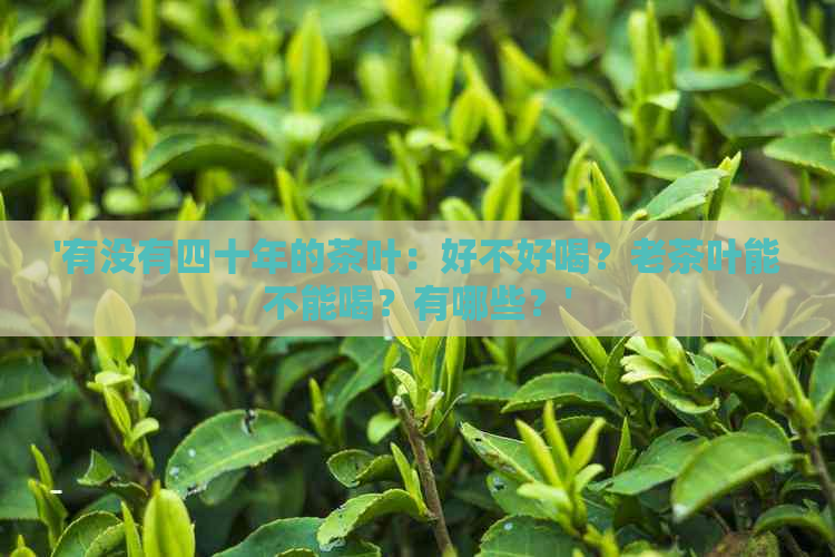 '有没有四十年的茶叶：好不好喝？老茶叶能不能喝？有哪些？'