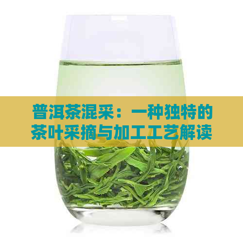 普洱茶混采：一种独特的茶叶采摘与加工工艺解读