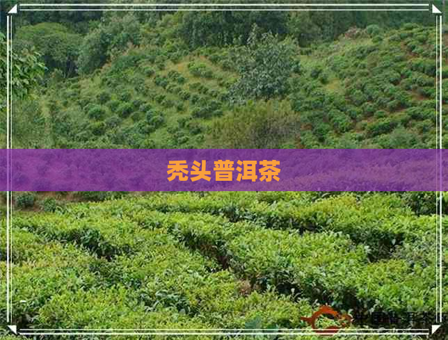 秃头普洱茶