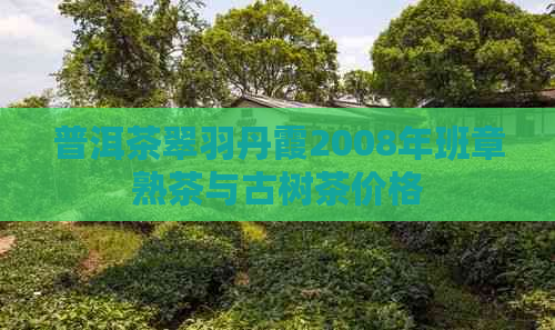 普洱茶翠羽丹霞2008年班章熟茶与古树茶价格