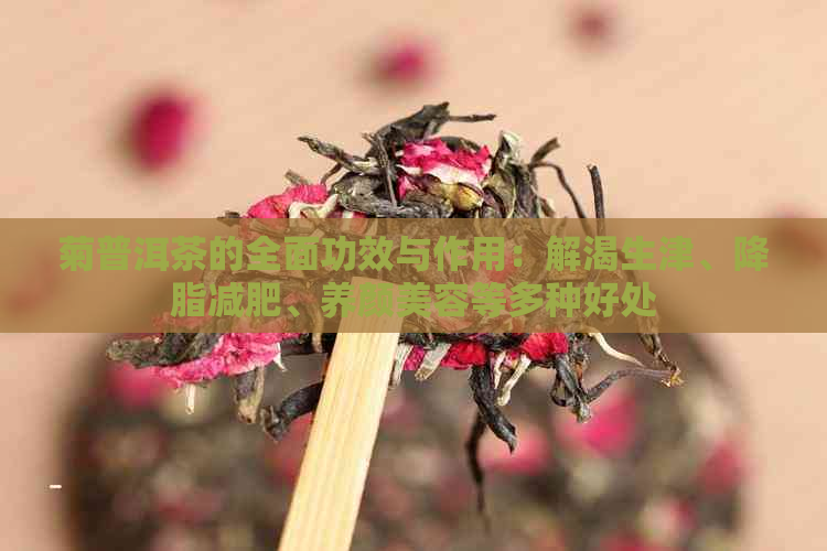 菊普洱茶的全面功效与作用：解渴生津、降脂减肥、养颜美容等多种好处