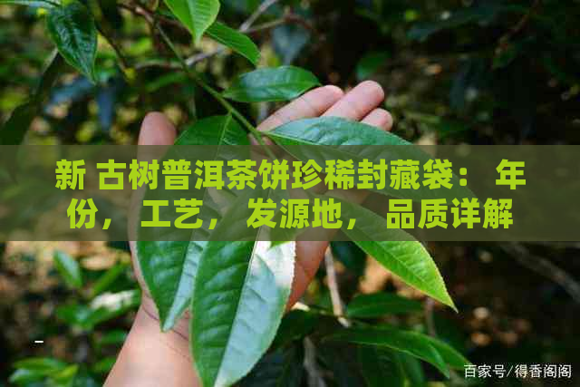 新 古树普洱茶饼珍稀封藏袋： 年份， 工艺， 发源地， 品质详解