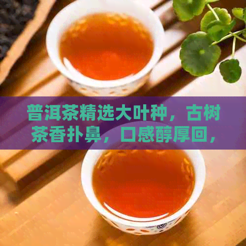 普洱茶精选大叶种，古树茶香扑鼻，口感醇厚回，新老茶友皆宜之佳品