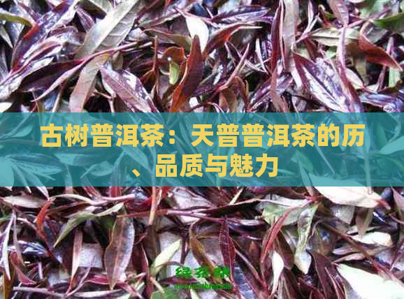 古树普洱茶：天普普洱茶的历、品质与魅力