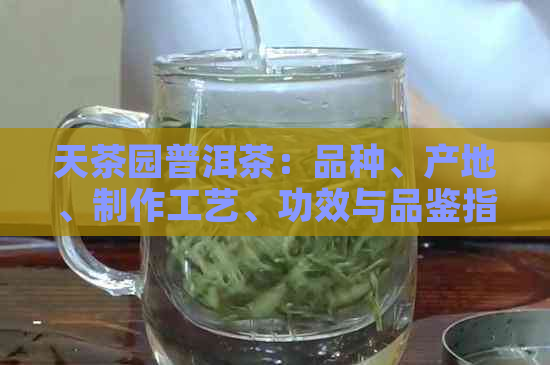 天茶园普洱茶：品种、产地、制作工艺、功效与品鉴指南，一文全面解析