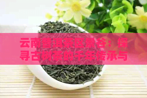 云南普洱茶区景谷：探寻古树茶的千年传承与文化魅力