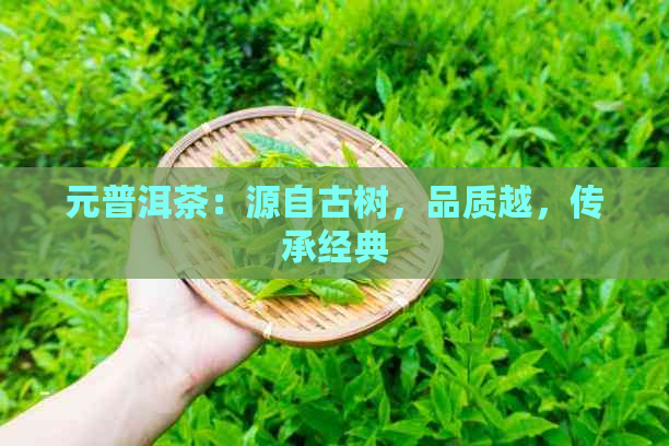 元普洱茶：源自古树，品质越，传承经典