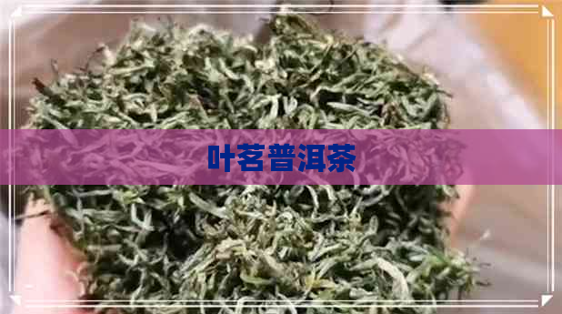 叶茗普洱茶