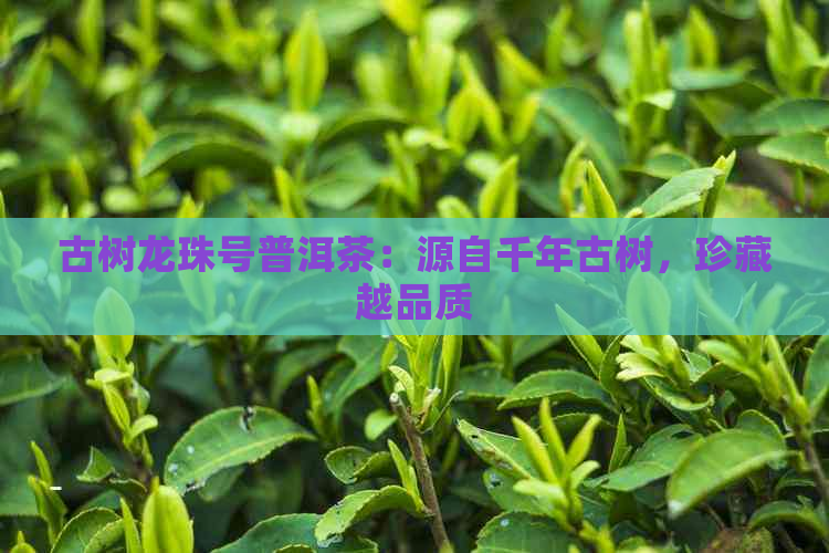 古树龙珠号普洱茶：源自千年古树，珍藏越品质