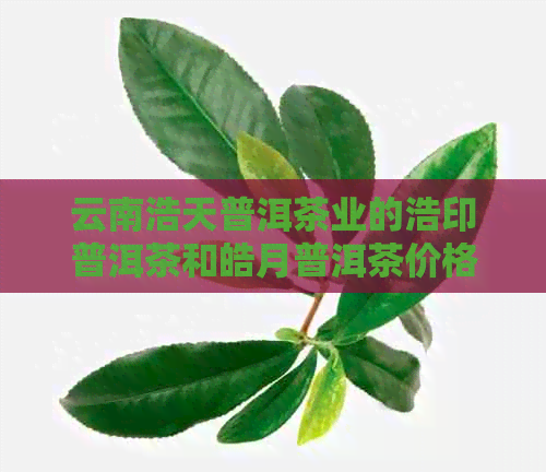 云南浩天普洱茶业的浩印普洱茶和皓月普洱茶价格