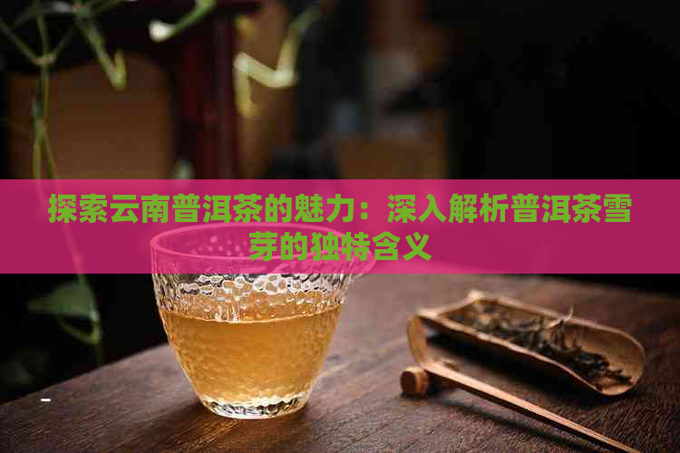 探索云南普洱茶的魅力：深入解析普洱茶雪芽的独特含义