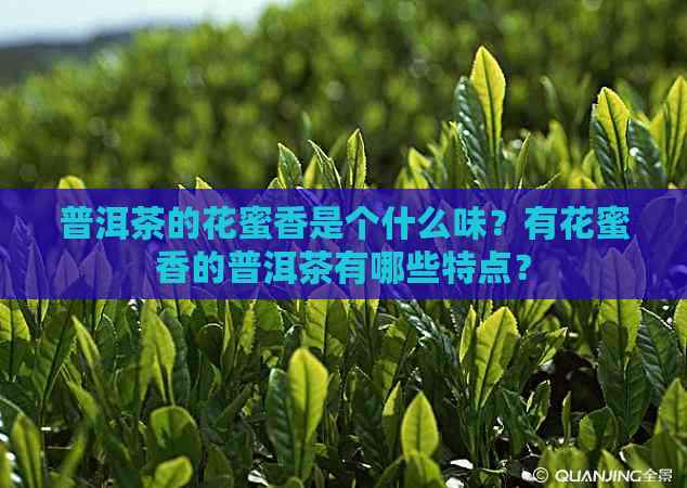 普洱茶的花蜜香是个什么味？有花蜜香的普洱茶有哪些特点？