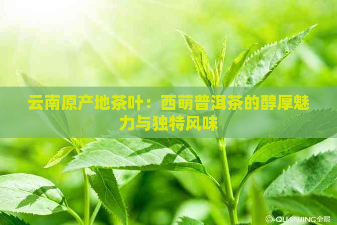 云南原产地茶叶：西萌普洱茶的醇厚魅力与独特风味