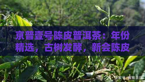 京普壹号陈皮普洱茶：年份精选，古树发酵，新会陈皮，普洱茶王，品鉴享受