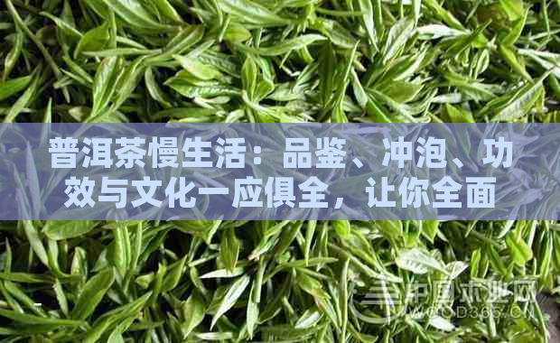 普洱茶慢生活：品鉴、冲泡、功效与文化一应俱全，让你全面了解普洱茶的魅力