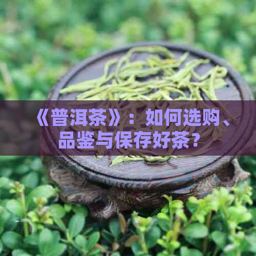 《普洱茶》：如何选购、品鉴与保存好茶？