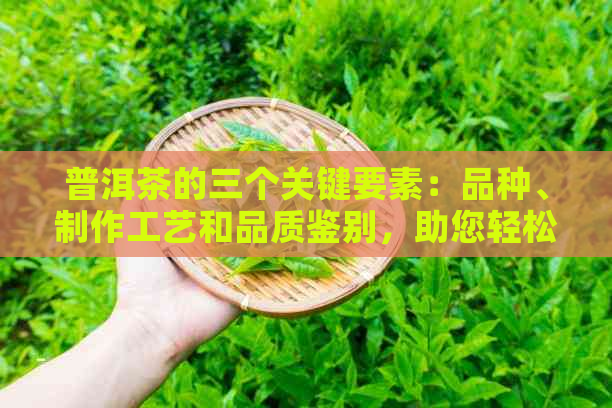 普洱茶的三个关键要素：品种、制作工艺和品质鉴别，助您轻松挑选优质茶叶