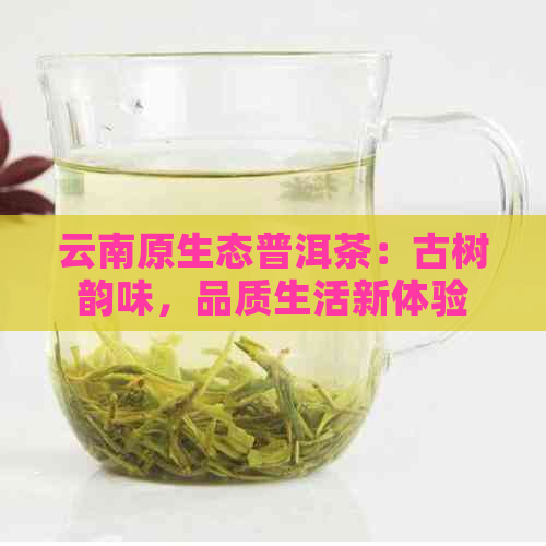 云南原生态普洱茶：古树韵味，品质生活新体验