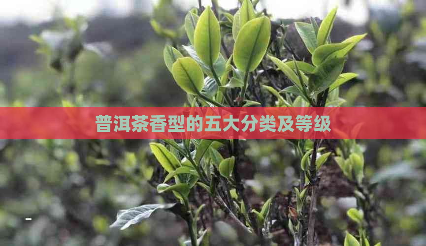 普洱茶香型的五大分类及等级