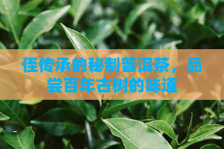 侄传承的秘制普洱茶，品尝百年古树的味道