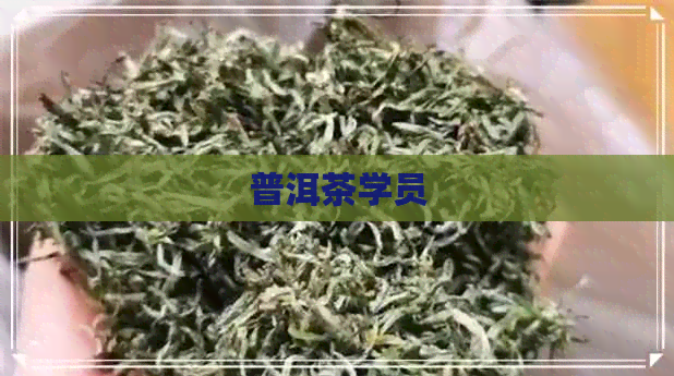 普洱茶学员