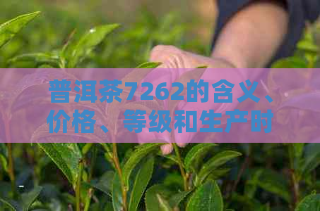 普洱茶7262的含义、价格、等级和生产时间是什么？