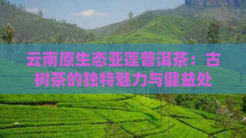 云南原生态亚莲普洱茶：古树茶的独特魅力与健益处