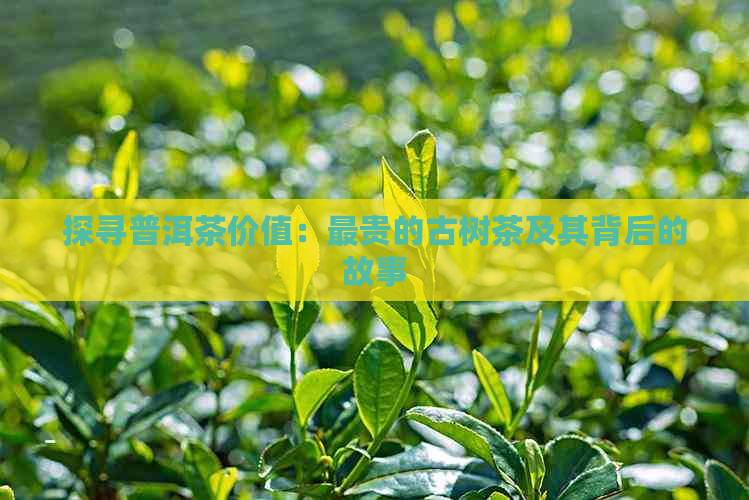 探寻普洱茶价值：最贵的古树茶及其背后的故事