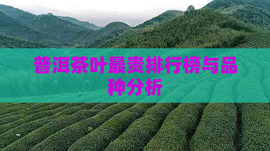 普洱茶叶最贵排行榜与品种分析