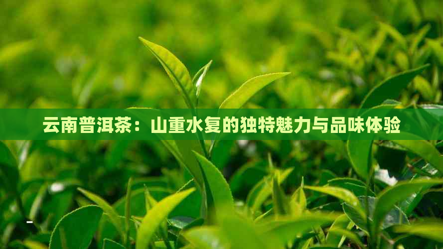 云南普洱茶：山重水复的独特魅力与品味体验